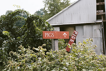 Signage, pigs, barn, outdoor wedding, flowers