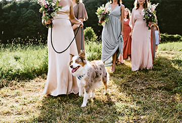Dog bridal party