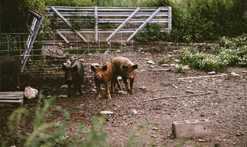 Piglet guests